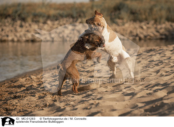 spielende Franzsische Bulldoggen / playing French Bulldogs / MC-01283