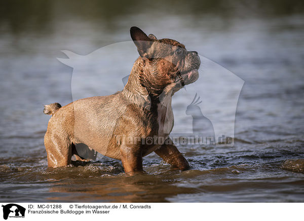 Franzsische Bulldogge im Wasser / French Bulldog in the water / MC-01288
