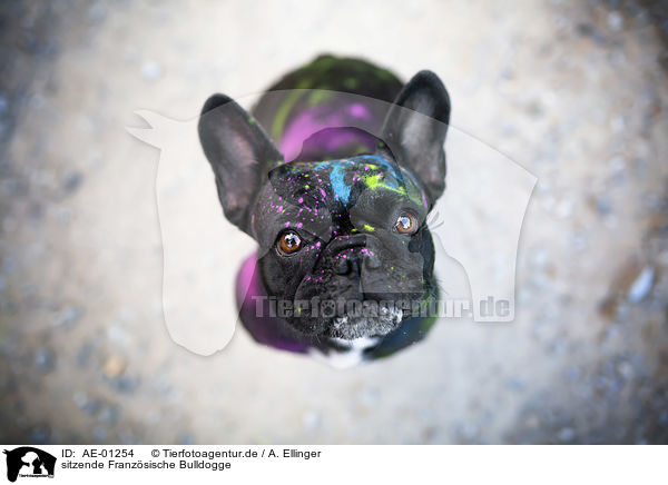 sitzende Franzsische Bulldogge / sitting French Bulldog / AE-01254