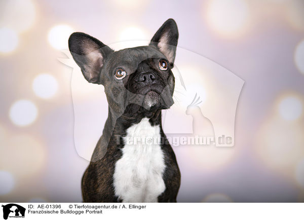 Franzsische Bulldogge Portrait / French Bulldog portrait / AE-01396