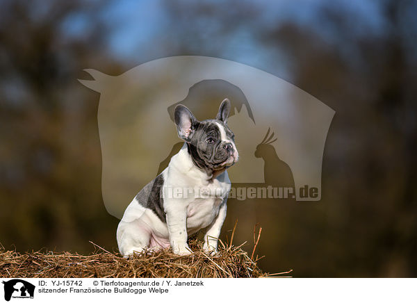 sitzender Franzsische Bulldogge Welpe / sitting French Bulldog Puppy / YJ-15742