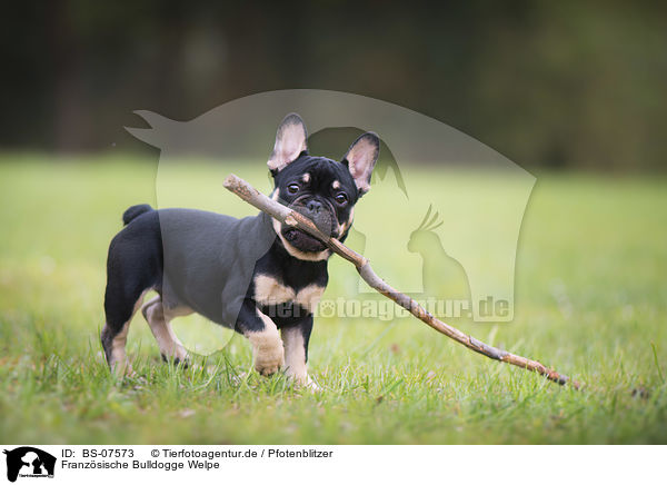 Franzsische Bulldogge Welpe / French Bulldog Puppy / BS-07573