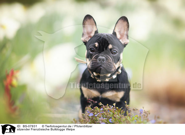 sitzender Franzsische Bulldogge Welpe / sitting French Bulldog Puppy / BS-07831