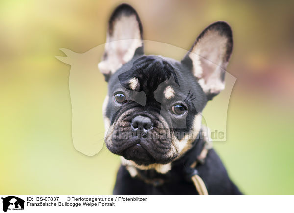 Franzsische Bulldogge Welpe Portrait / BS-07837