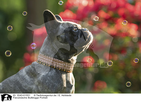 Franzsische Bulldogge Portrait / French Bulldog portrait / EHO-01551