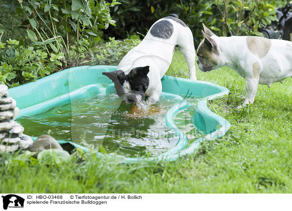 spielende Franzsische Bulldoggen / playing French Bulldogs / HBO-03468