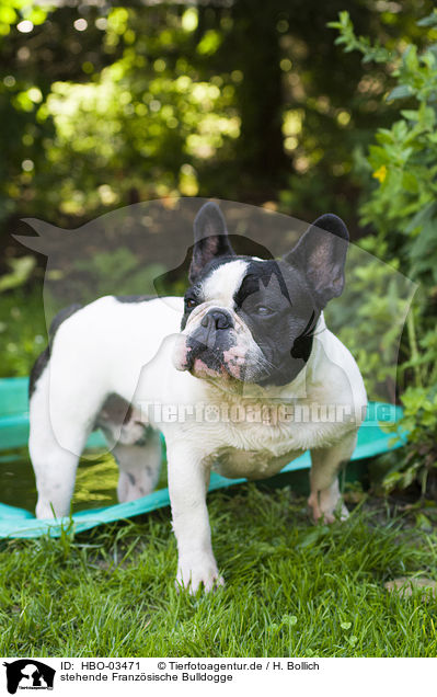 stehende Franzsische Bulldogge / standing French Bulldog / HBO-03471