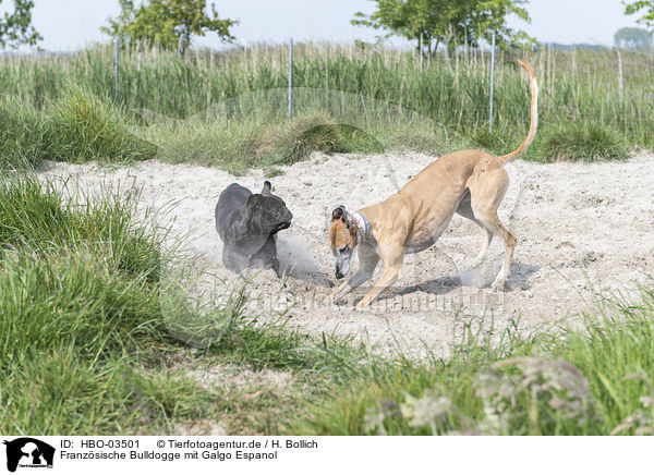 Franz�sische Bulldogge mit Galgo Espanol / French Bulldog with Galgo Espanol / HBO-03501