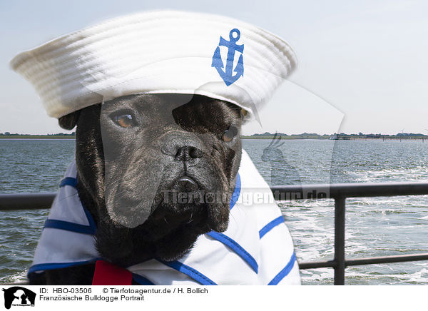 Franzsische Bulldogge Portrait / HBO-03506