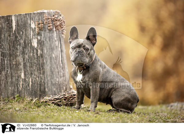 sitzende Franzsische Bulldogge / sitting French Bulldog / VJ-02860