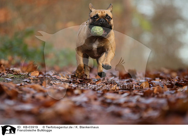 Franzsische Bulldogge / French Bulldog / KB-03919