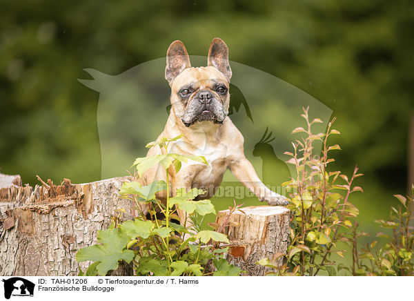 Franzsische Bulldogge / French Bulldog / TAH-01206