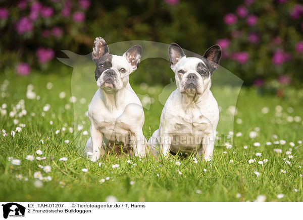 2 Franzsische Bulldoggen / 2  French Bulldogs / TAH-01207