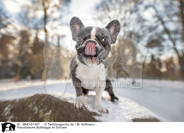 Franzsische Bulldogge im Schnee / MHO-01467