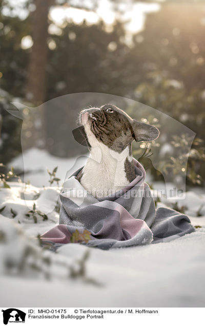 Franzsische Bulldogge Portrait / French Bulldog portrait / MHO-01475