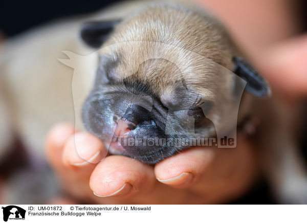 Franzsische Bulldogge Welpe / UM-01872