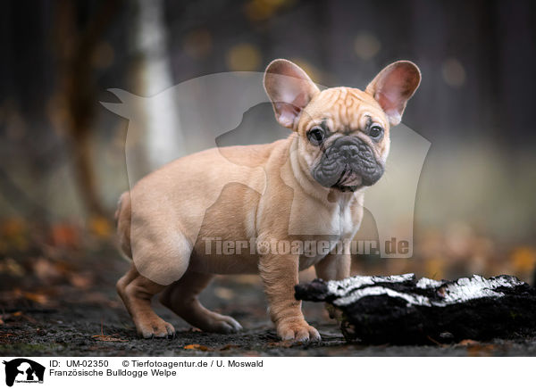 Franzsische Bulldogge Welpe / French Bulldog Puppy / UM-02350