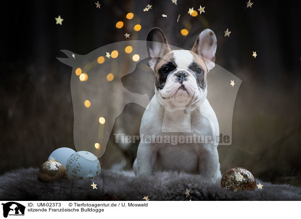 sitzende Franzsische Bulldogge / sitting French Bulldog / UM-02373