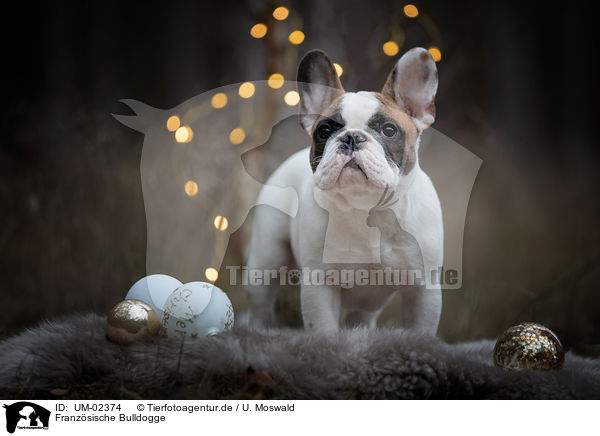 Franzsische Bulldogge / French Bulldog / UM-02374