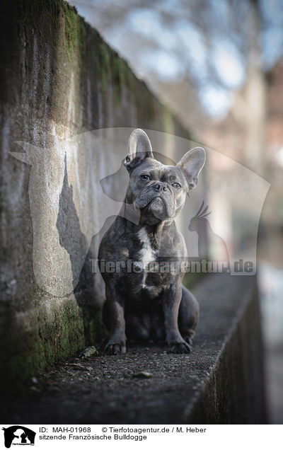 sitzende Franzsische Bulldogge / sitting French Bulldog / MAH-01968