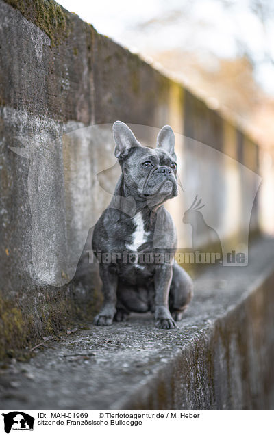 sitzende Franzsische Bulldogge / sitting French Bulldog / MAH-01969