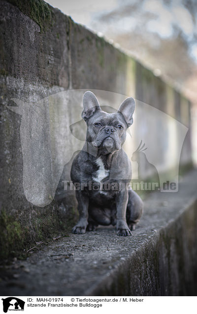 sitzende Franzsische Bulldogge / sitting French Bulldog / MAH-01974