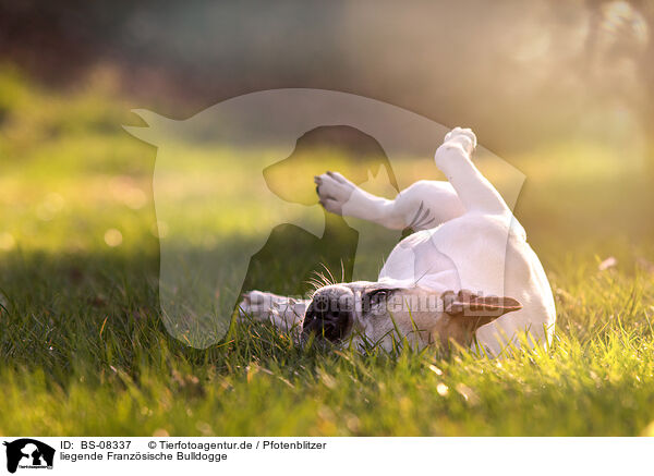 liegende Franzsische Bulldogge / BS-08337