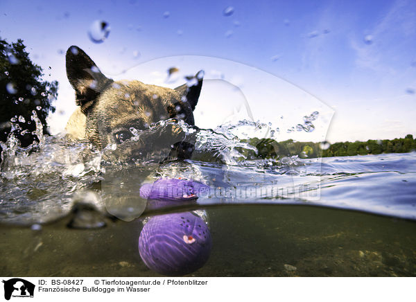 Franzsische Bulldogge im Wasser / BS-08427