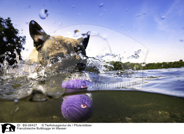 Franzsische Bulldogge im Wasser / French Bulldog in the water / BS-08427