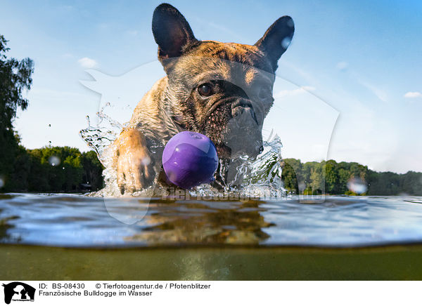 Franzsische Bulldogge im Wasser / BS-08430