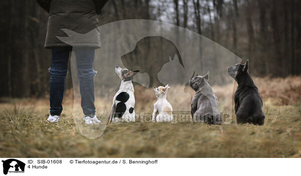 4 Hunde / 4 dogs / SIB-01608