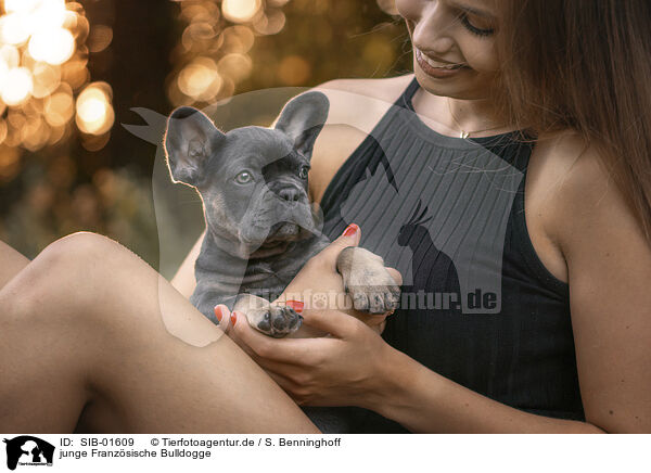 junge Franzsische Bulldogge / young French Bulldog / SIB-01609