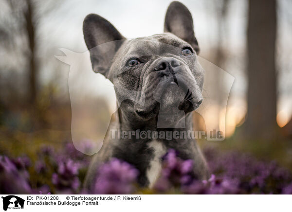 Franzsische Bulldogge Portrait / French Bulldog Portrait / PK-01208