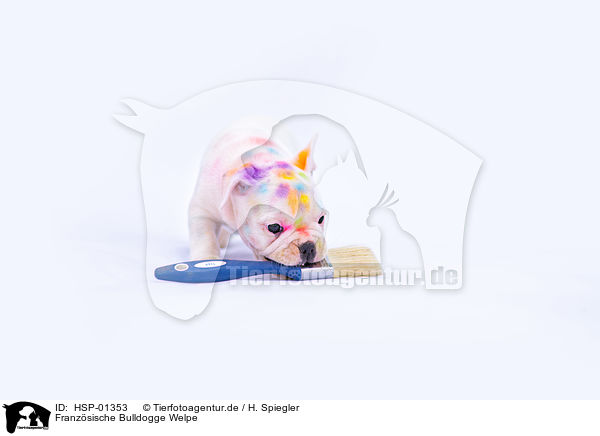 Franzsische Bulldogge Welpe / French Bulldog Puppy / HSP-01353