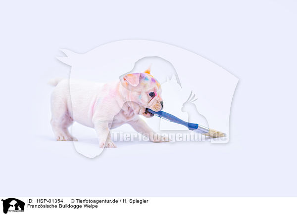 Franzsische Bulldogge Welpe / French Bulldog Puppy / HSP-01354