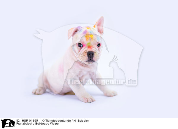 Franzsische Bulldogge Welpe / HSP-01355