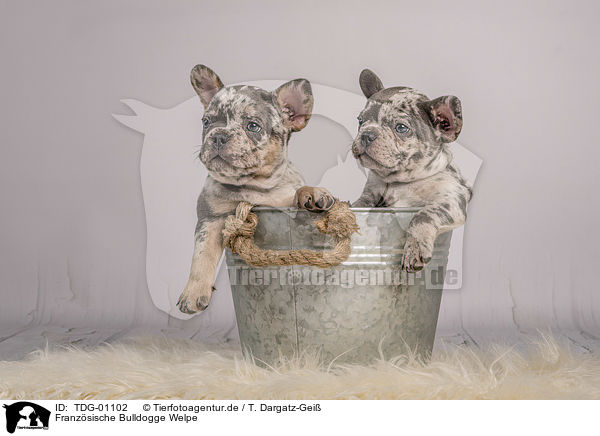 Franzsische Bulldogge Welpe / French Bulldog puppy / TDG-01102