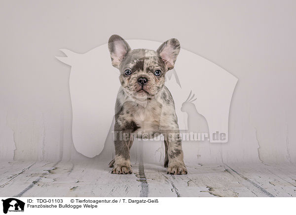 Franzsische Bulldogge Welpe / French Bulldog puppy / TDG-01103