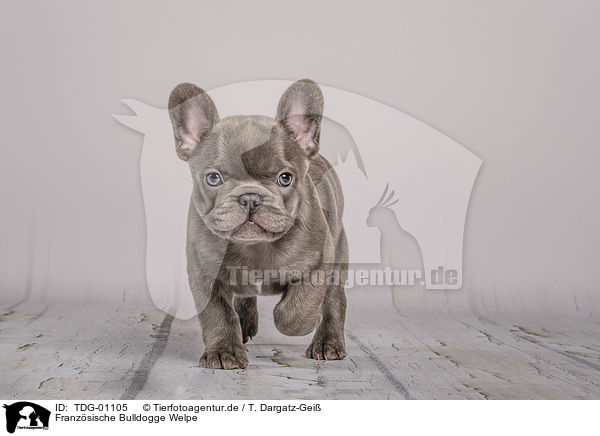 Franzsische Bulldogge Welpe / French Bulldog puppy / TDG-01105
