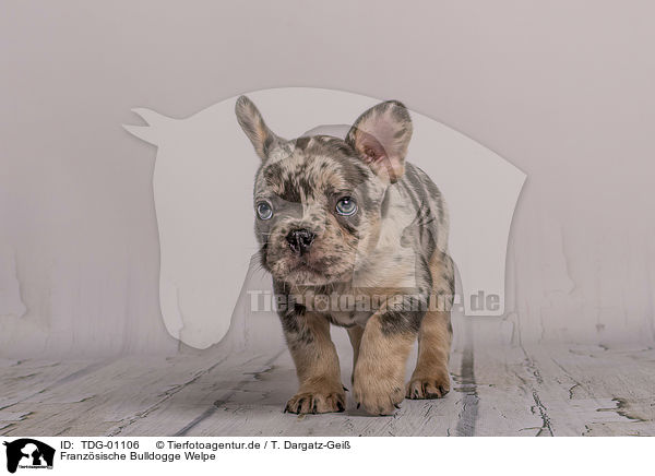 Franzsische Bulldogge Welpe / French Bulldog puppy / TDG-01106