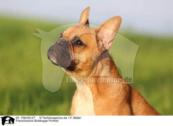 Franzsische Bulldogge Portrait / French Bulldog Portrait / PM-08127