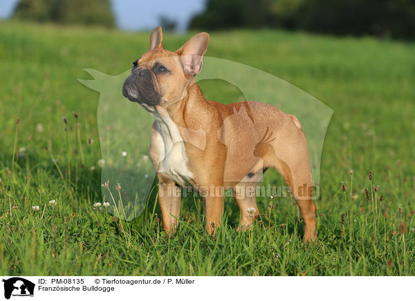 Franzsische Bulldogge / French Bulldog / PM-08135