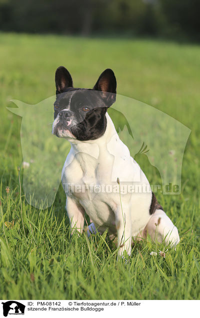 sitzende Franzsische Bulldogge / sitting French Bulldog / PM-08142