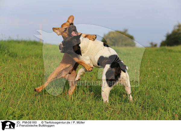 2 Franzsische Bulldoggen / 2 French Bulldogs / PM-08160