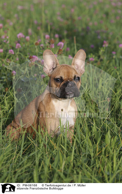 sitzende Franzsische Bulldogge / sitting French Bulldog / PM-08168