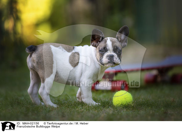 Franzsische Bulldogge Welpe / French Bulldog Puppy / MAH-02156