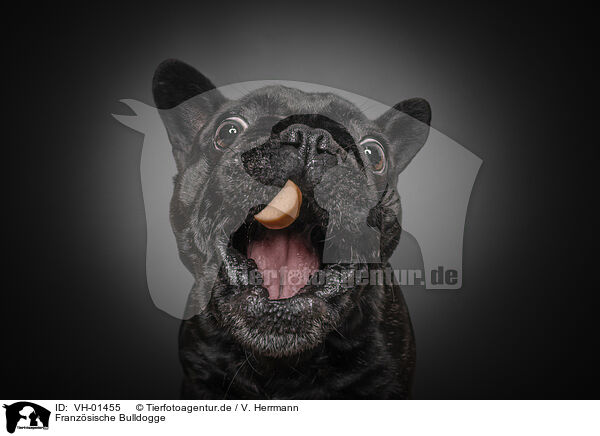 Franzsische Bulldogge / French Bulldog / VH-01455