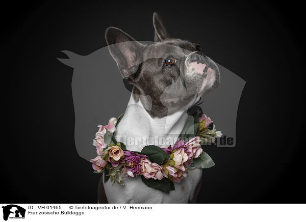 Franz�sische Bulldogge / French Bulldog / VH-01465