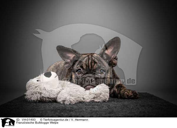 Franzsische Bulldogge Welpe / French Bulldog puppy / VH-01493