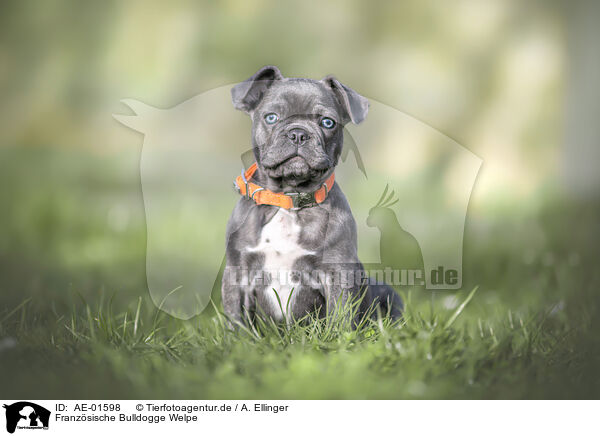 Franzsische Bulldogge Welpe / French Bulldog puppy / AE-01598